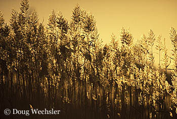 Phragmites x015-88.jpg  Common Reed - Phragmites australis